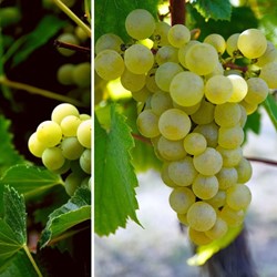 Weinrebe Vroege van der Laan - Vitis vinifera