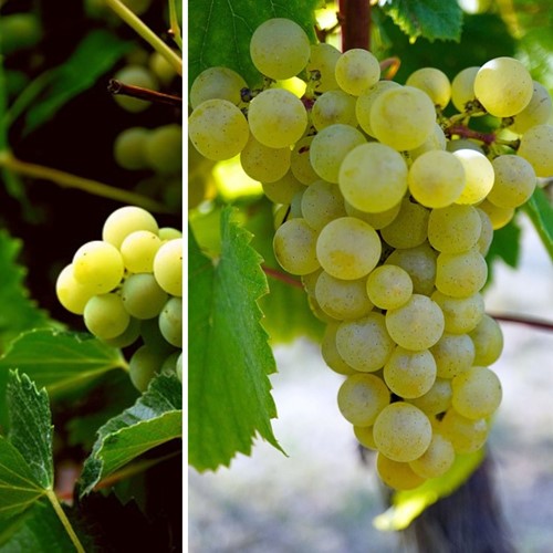 Weinrebe Vroege van der Laan - Vitis vinifera