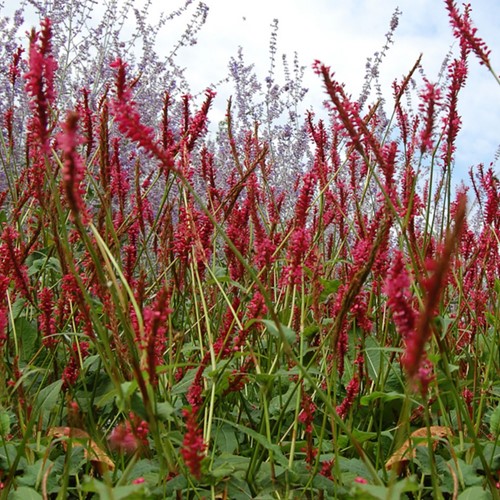 Persicaria amplexicaulis Speciosa - Knöterich