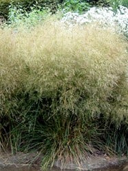 Garten-Schmiele Goldtau (Deschampsia) (Sechserpack)