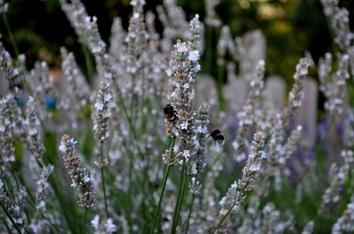 Weißblühender Lavendel Alba - Lavandula (Sechserpack)