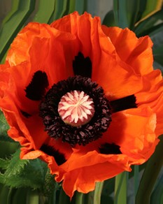 Orientalischer Mohn