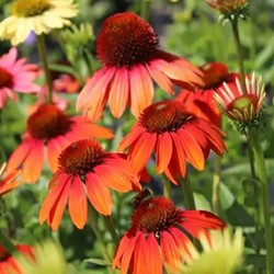 Echinacea Cheyenne Spirit - Sonnenhut