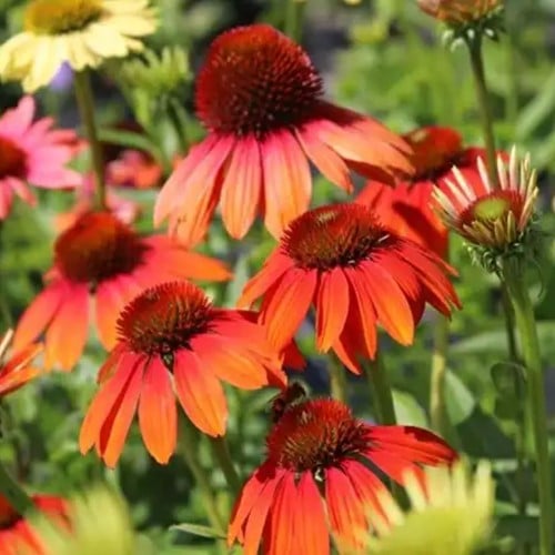 Echinacea Cheyenne Spirit - Sonnenhut