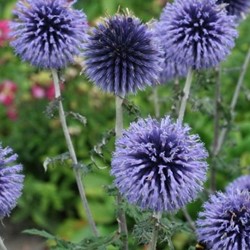 Echinops bannaticus Blue Globe – Banater Kugeldistel