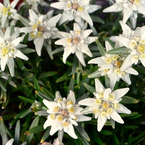 Leontopodium Alpinum - Alpen-Edelweiss