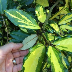 Ölweide Limelight - Elaeagnus ebbingei