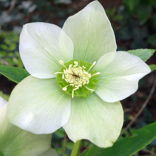 Helleborus Orientalis Pretty Ellen White - Lenzrose