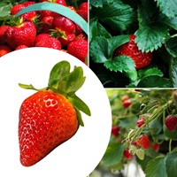 20x Erdbeerpflanzen Elsanta – Fragaria