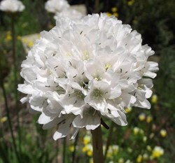 Grasnelke Alba - Armeria Maritima