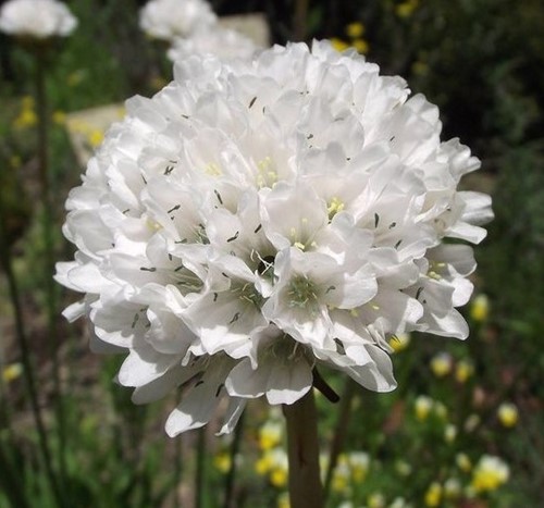 Grasnelke Alba - Armeria Maritima