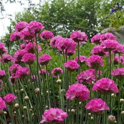 Grasnelke Splendens - Armeria Maritima