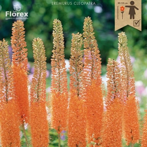 Eremurus Cleopatra - Steppenkerze