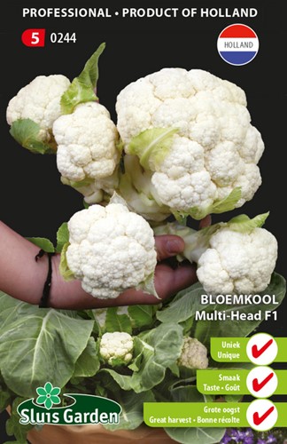 Blumenkohl Multi-Head F1