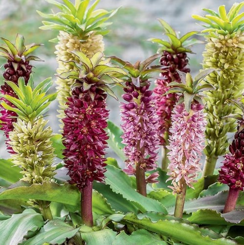 Eucomis Mix - Ananaslilie
