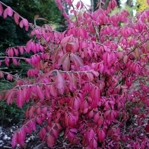 Flügel-Spindelstrau - Euonymus Alatus
