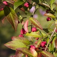 Flügel-Spindelstrau - Euonymus Alatus-2