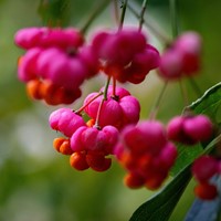 Flügel-Spindelstrau - Euonymus Alatus