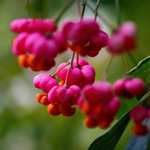 Flügel-Spindelstrau - Euonymus Alatus