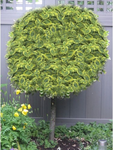 Euonymus Fortunei Emerald 'n Gold - Pfaffenhütchen