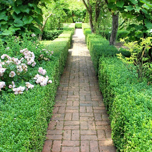 Euonymus Japonicus Green Spire P10,5 -Buxus haag alternatief-2