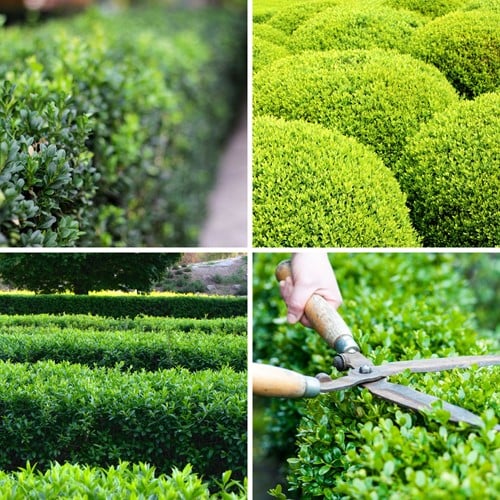 Euonymus Japonicus Green Spire - Spindelstrauch P10,5