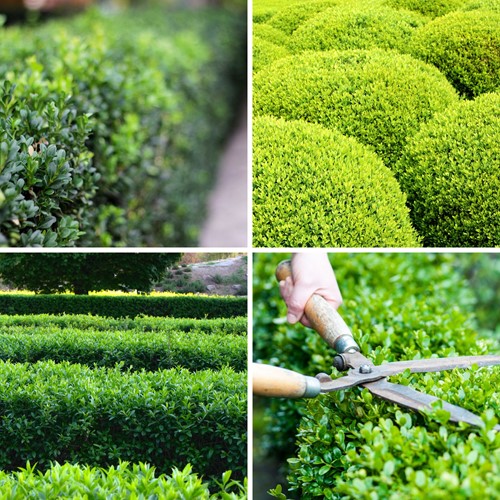 Euonymus Japonicus Green Spire - Spindelstrauch C2