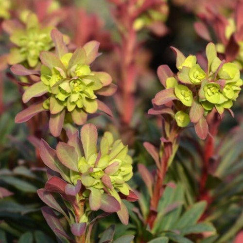 Euphorbia amygdaloides Purpurea - Wolfsmilch lila-2
