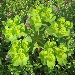Euphorbia amygdaloides robbiae - Mandelblättrige Wolfsmilch