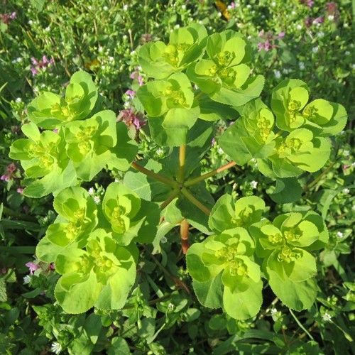 Euphorbia amygdaloides robbiae - Mandelblättrige Wolfsmilch