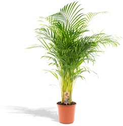 Areca-Palme - Ø21cm - 110cm (Dypsis Lutescens)