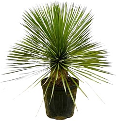 Zimmerpflanze fr Halbschatten kaufen? Online Top Qualitt pflanzen und  Gartenartikelen bestellen
