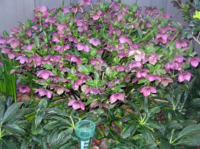 Helleborus Orientalis Pretty Ellen Pink Lenzrose kaufen? Einfach online