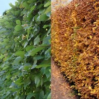 Rotbuche (Fagus Sylvatica) Hecke 10x-2