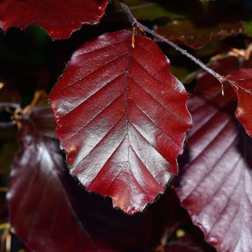 Fagus Sylvatica - Rotbuche Hecke