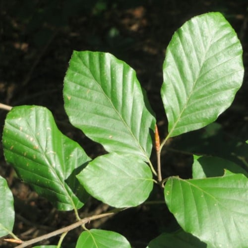 Rotbuche (Fagus Sylvatica) Hecke 40-60cm
