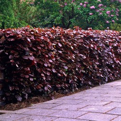 Fagus Sylvatica - Rotbuche Hecke