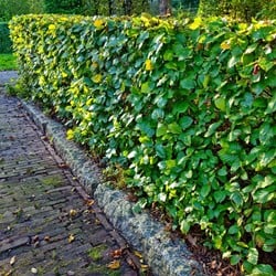 Rotbuche (Fagus Sylvatica) Hecke 10x