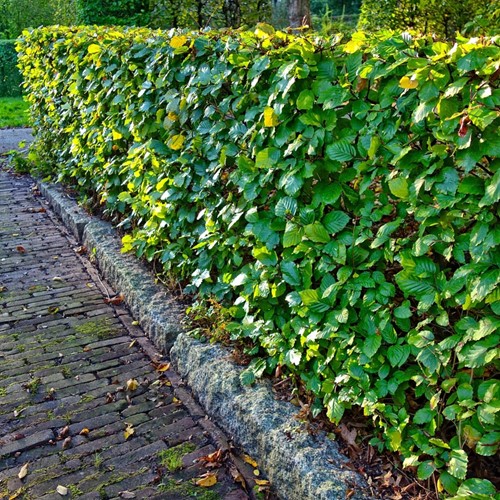 Rotbuche (Fagus Sylvatica) Hecke 10x