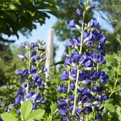 Baptisia australis - Indigolupine