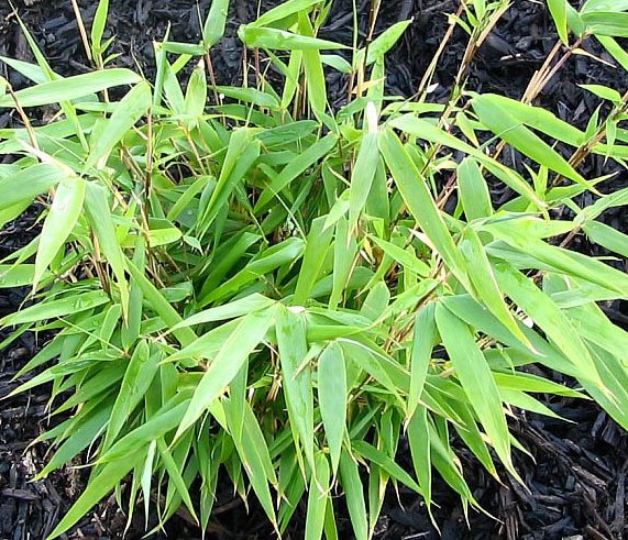 Fargesia Rufa Bambus kaufen? Einfach online bestellen Gartencenter