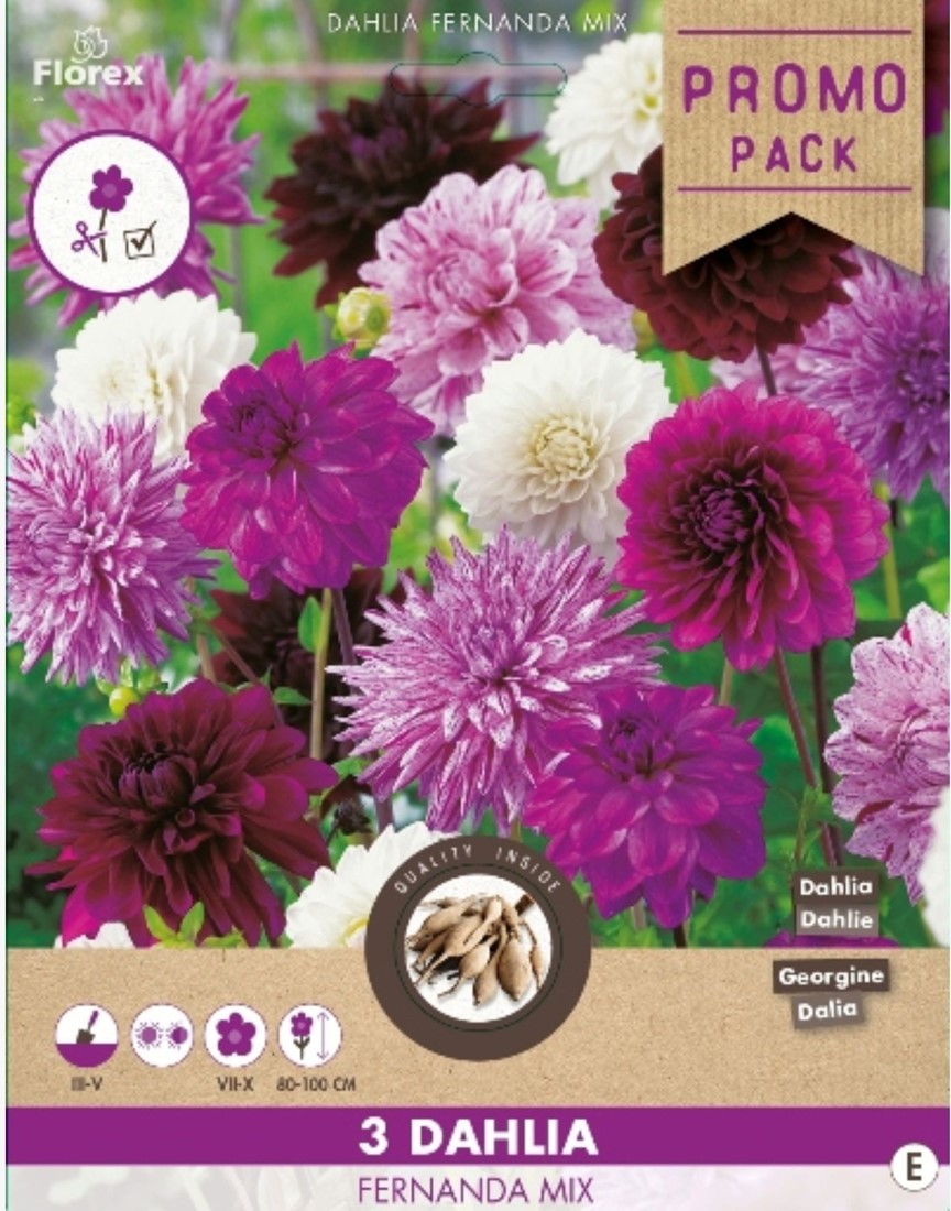 Melody Dahlien Mischung kaufen? Einfach online bestellen – Gartencenter ...