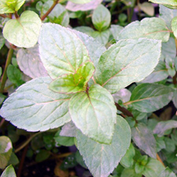 Pfefferminze Mentha piperita Senior