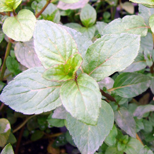 Pfefferminze Mentha piperita Senior