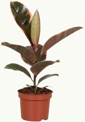 Ficus Elastica Belize Ø12cm – 30cm