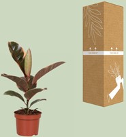 Ficus Elastica Belize Ø12cm – 30cm-2