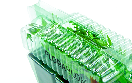 Rubus Tayberry - Taybeere-2