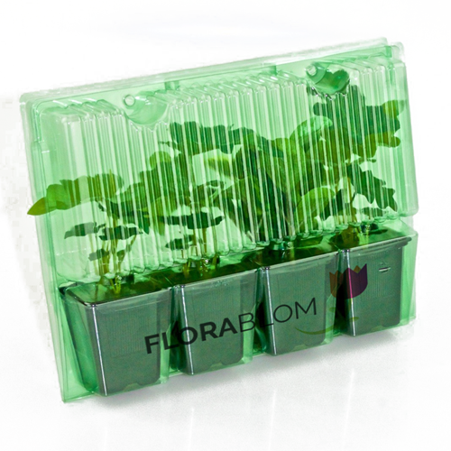 Rubus Tayberry - Taybeere-1