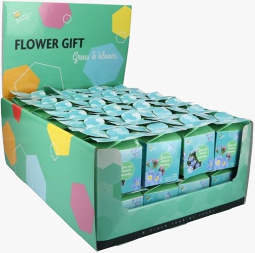 Buzzy Flower Gift (48x) Vergissmeinnicht - Myosotis (Display 48x)