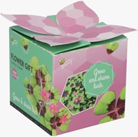 Buzzy Flower Gift Klavertje Vier - Trifolium (1 Doosje)-2